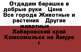 Отдадим барашка в добрые руки › Цена ­ 1 - Все города Животные и растения » Другие животные   . Хабаровский край,Комсомольск-на-Амуре г.